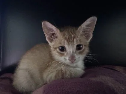 A baby small-sized male Domestic Short Hair cat named Cheetoh for adoption in Shawano, WI