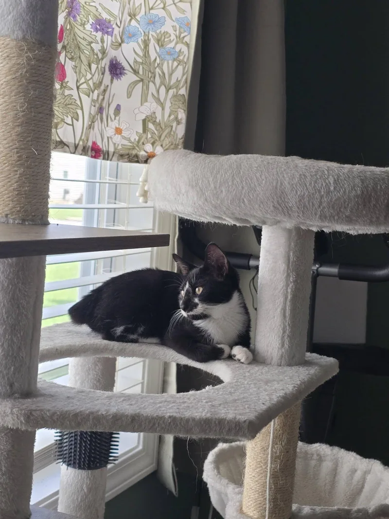 A baby small-sized female Manx cat named Carlotta for adoption in Clarksville, TN