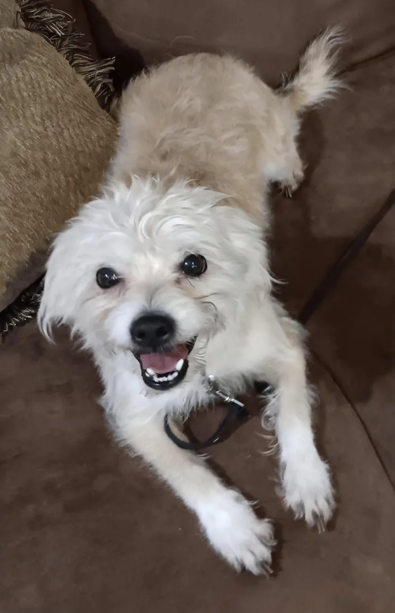 An adult small-sized male Yellow / Tan / Blond / Fawn Maltipoo dog named Bandit for adoption in Lancaster, CA