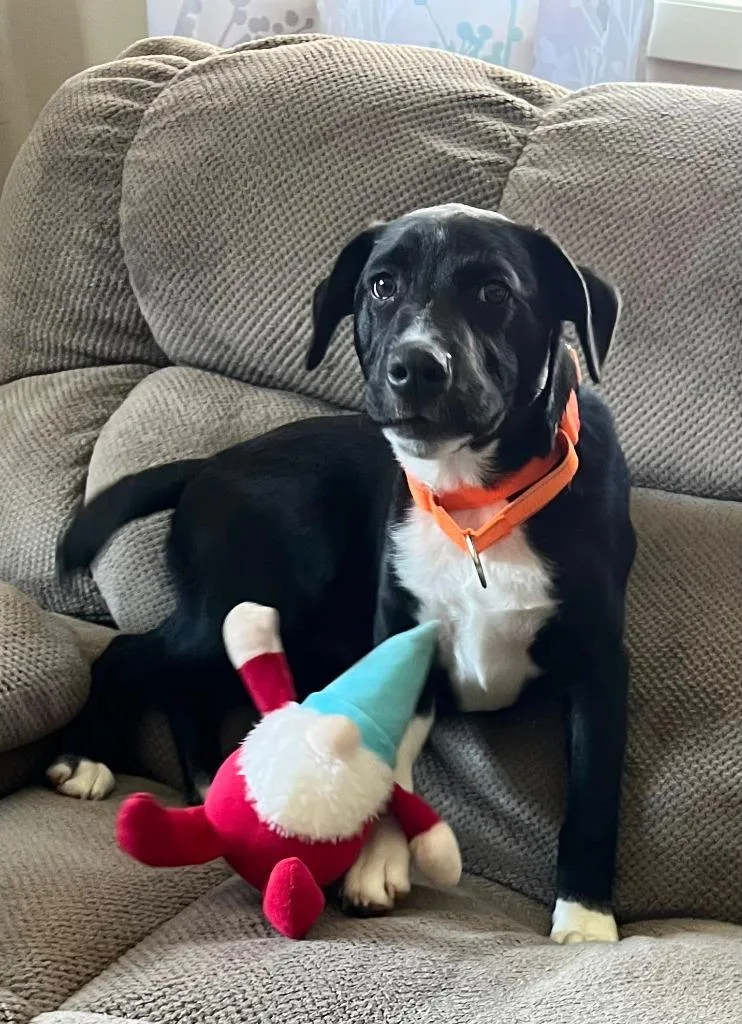 A baby medium-sized male Collie dog named Tinsel for adoption in Fond Du Lac, WI