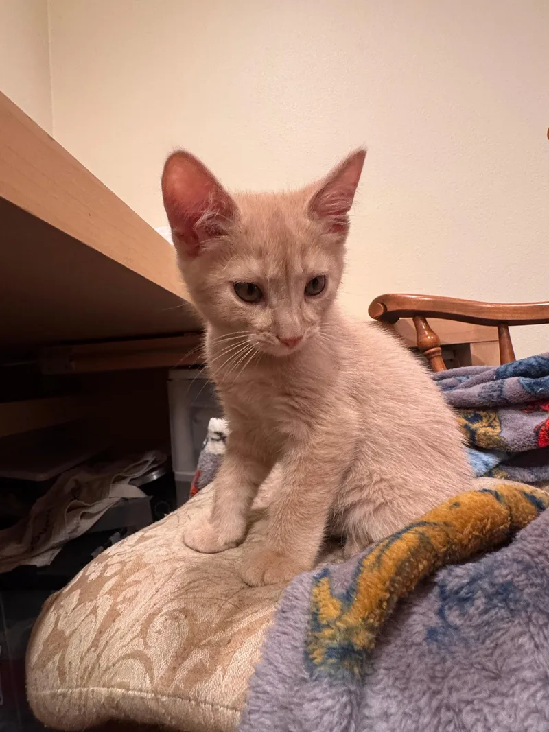 A baby small-sized male Orange / Red Domestic Short Hair cat named The  Thing for adoption in Mission Viejo, CA