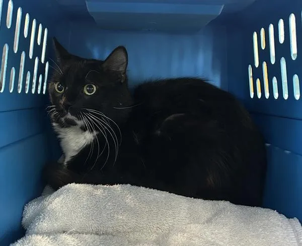 An adult medium-sized male Domestic Medium Hair cat named Nerman for adoption in Troutdale, OR