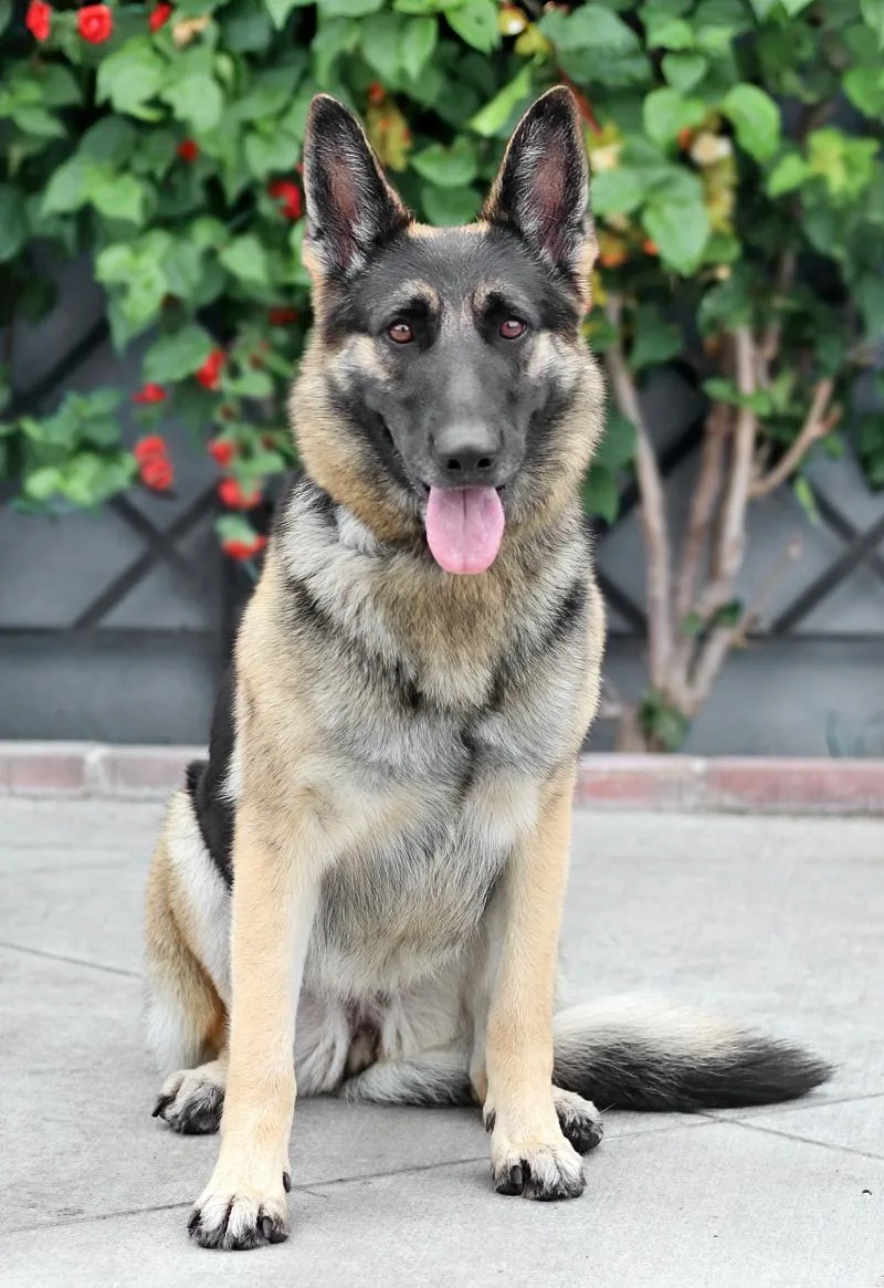 A young large-sized female Black German Shepherd Dog dog named Malibu von Malente for adoption in Los Angeles, CA