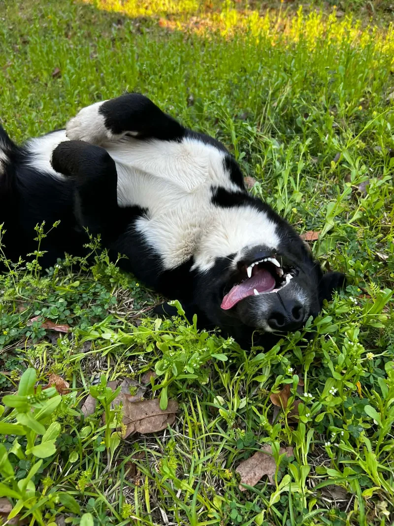 A young large-sized female Siberian Husky dog named Lotus Aka Winkie for adoption in New Baltimore, MI