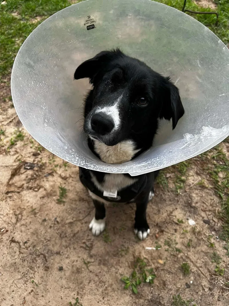 Lotus Aka Winkie thumbnail 2