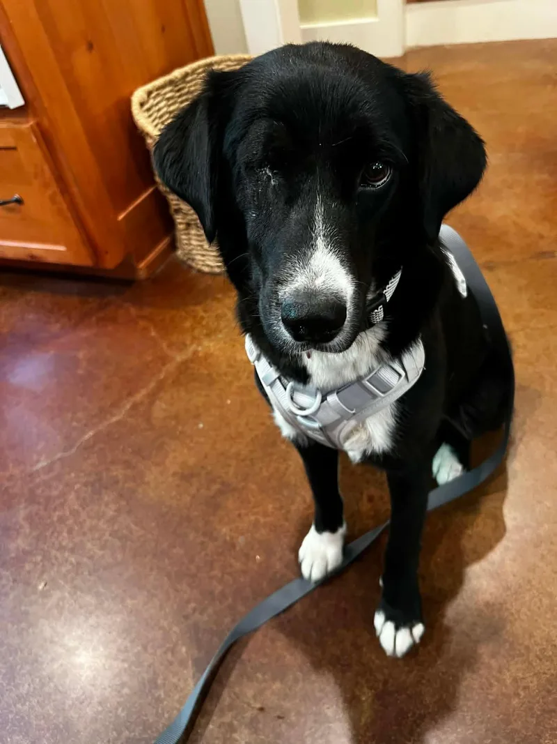 Lotus Aka Winkie thumbnail 3