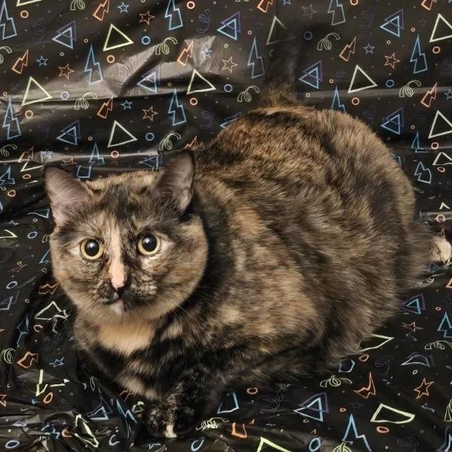 An adult small-sized female Tortoiseshell Domestic Short Hair cat named Freya for adoption in Rochester, MN