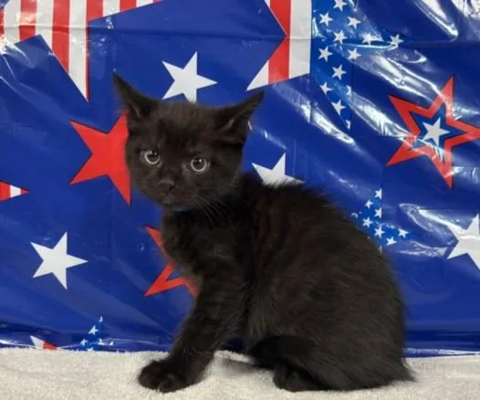 A baby small-sized male Domestic Short Hair cat named Cody for adoption in San Pedro, CA