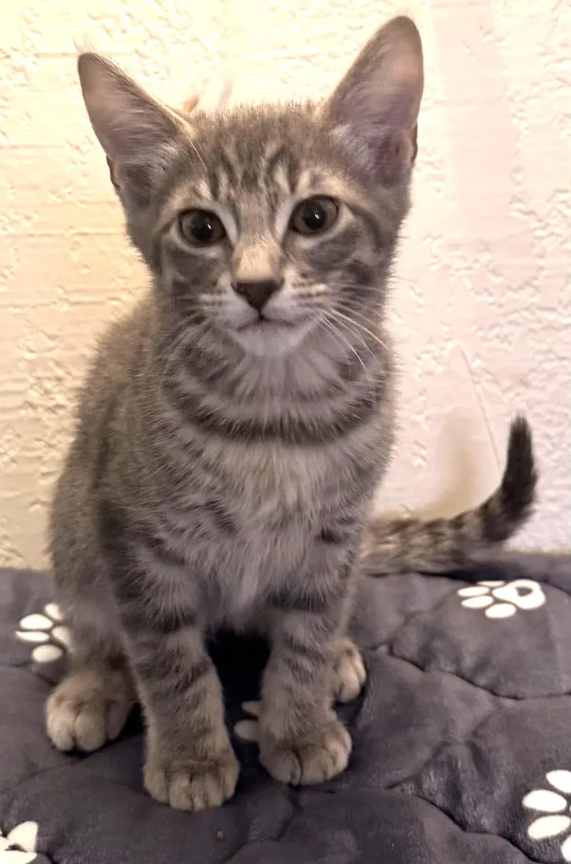 A baby medium-sized male Gray & White Domestic Short Hair cat named Roy for adoption in fort worth, TX