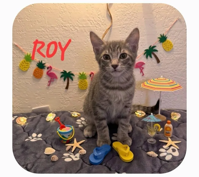 Roy thumbnail 2