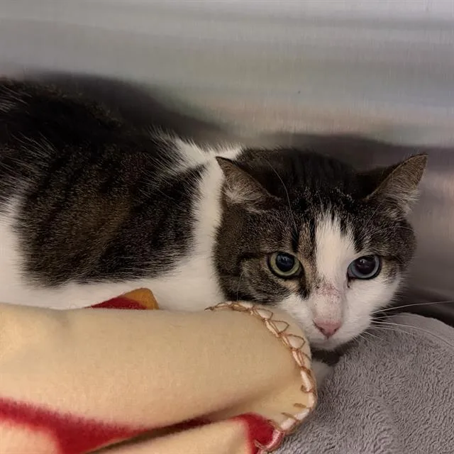 An adult small-sized female Domestic Short Hair cat named Heidi for adoption in Centerville, MA