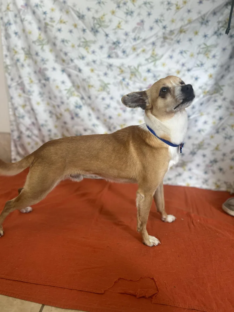 An adult small-sized male Yellow / Tan / Blond / Fawn Chihuahua dog named Turbo for adoption in Upper Sandusky, OH