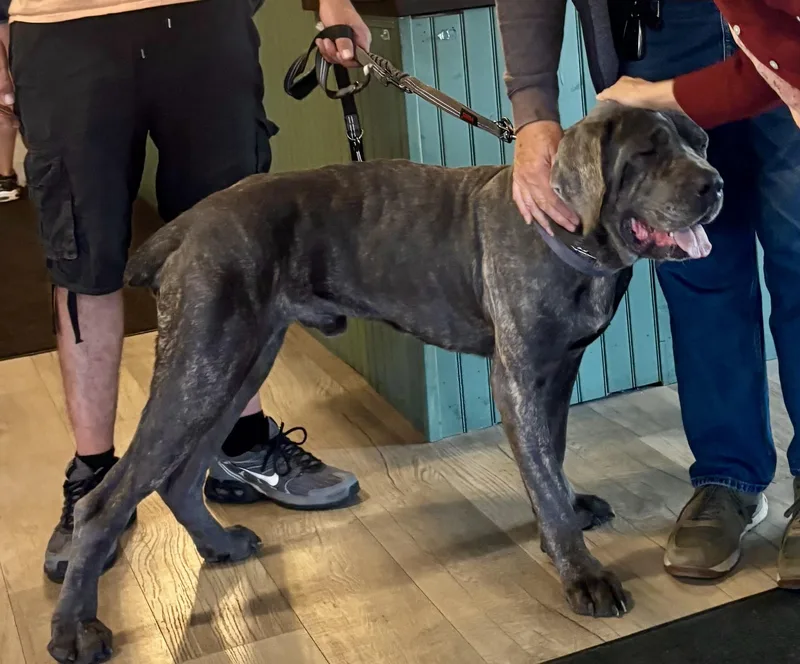 A young large-sized male Gray / Blue / Silver Mastiff dog named Cookie Monster for adoption in Buffalo, NY