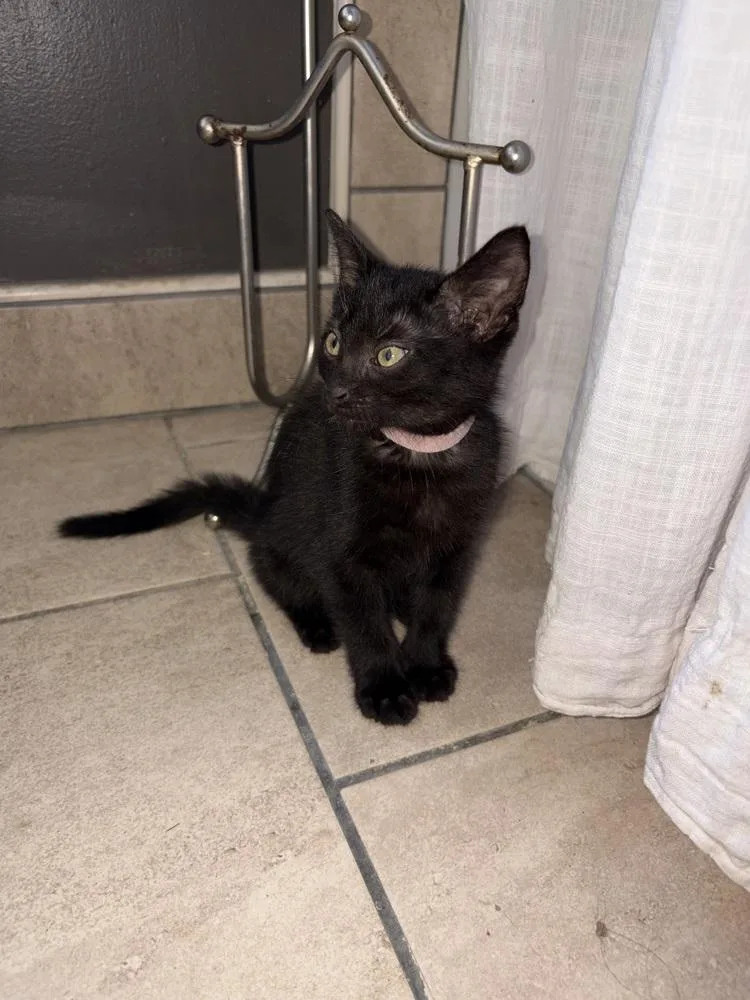 A baby small-sized female Black Domestic Short Hair cat named Petrie for adoption in Ferndale, MI