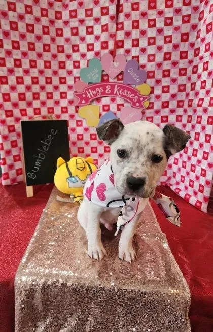A baby medium-sized male Mixed Breed dog named Bumblebee for adoption in Knoxville, TN