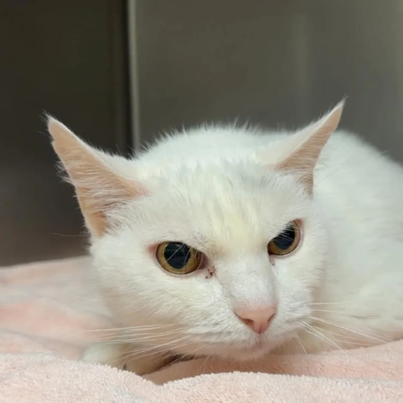A senior large-sized male White Domestic Short Hair cat named Spots for adoption in Roanoke, VA