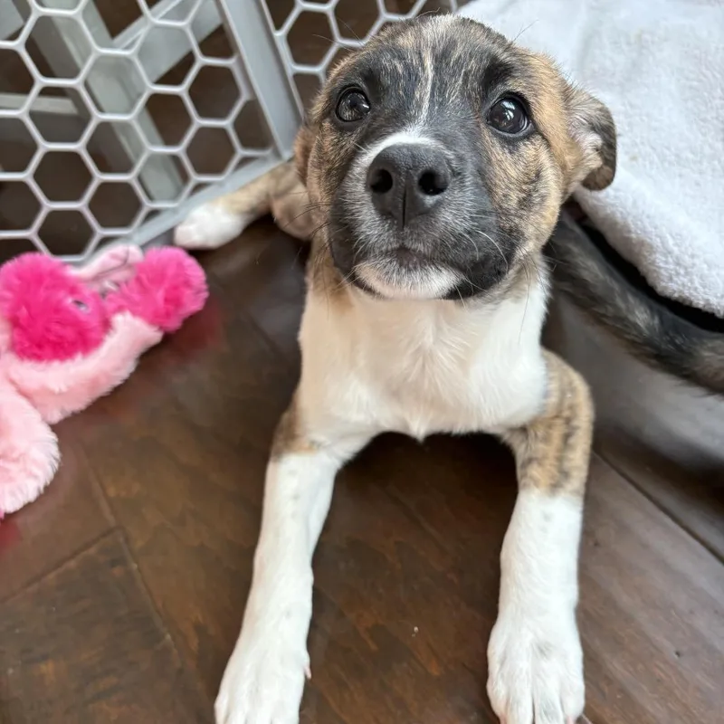 A baby small-sized female Brindle Plott Hound dog named Waverly for adoption in Ferndale, MI