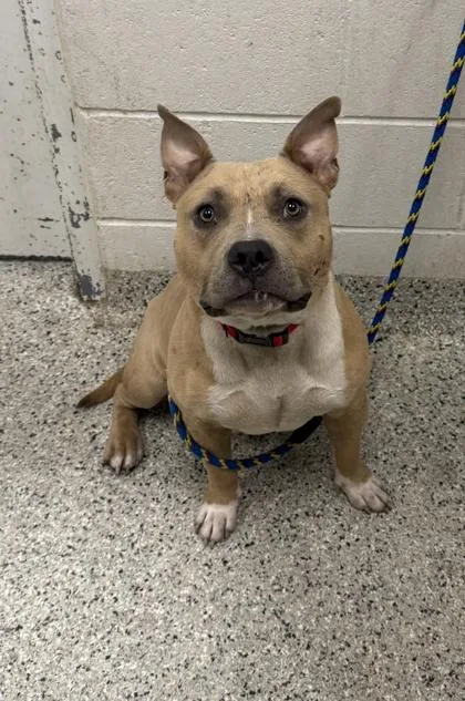 An adult large-sized male Yellow / Tan / Blond / Fawn Pit Bull Terrier dog named Spongebob for adoption in Kansas City, MO