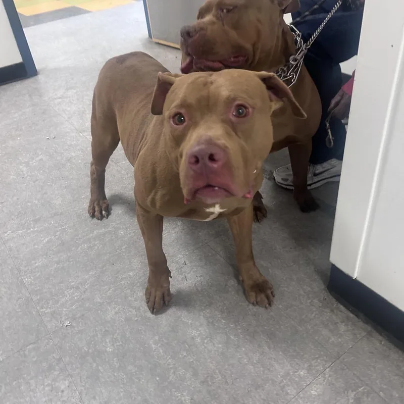 A senior medium-sized male Yellow / Tan / Blond / Fawn Pit Bull Terrier dog named Barry Allen for adoption in Philadelphia, PA
