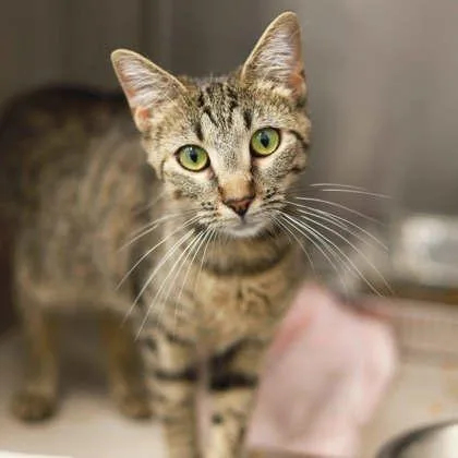 A young small-sized female Brown / Chocolate Domestic Short Hair cat named Ciabatta for adoption in Atlanta, GA