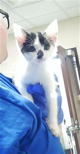 A baby small-sized female Domestic Short Hair cat named A for adoption in Fayetteville, NC
