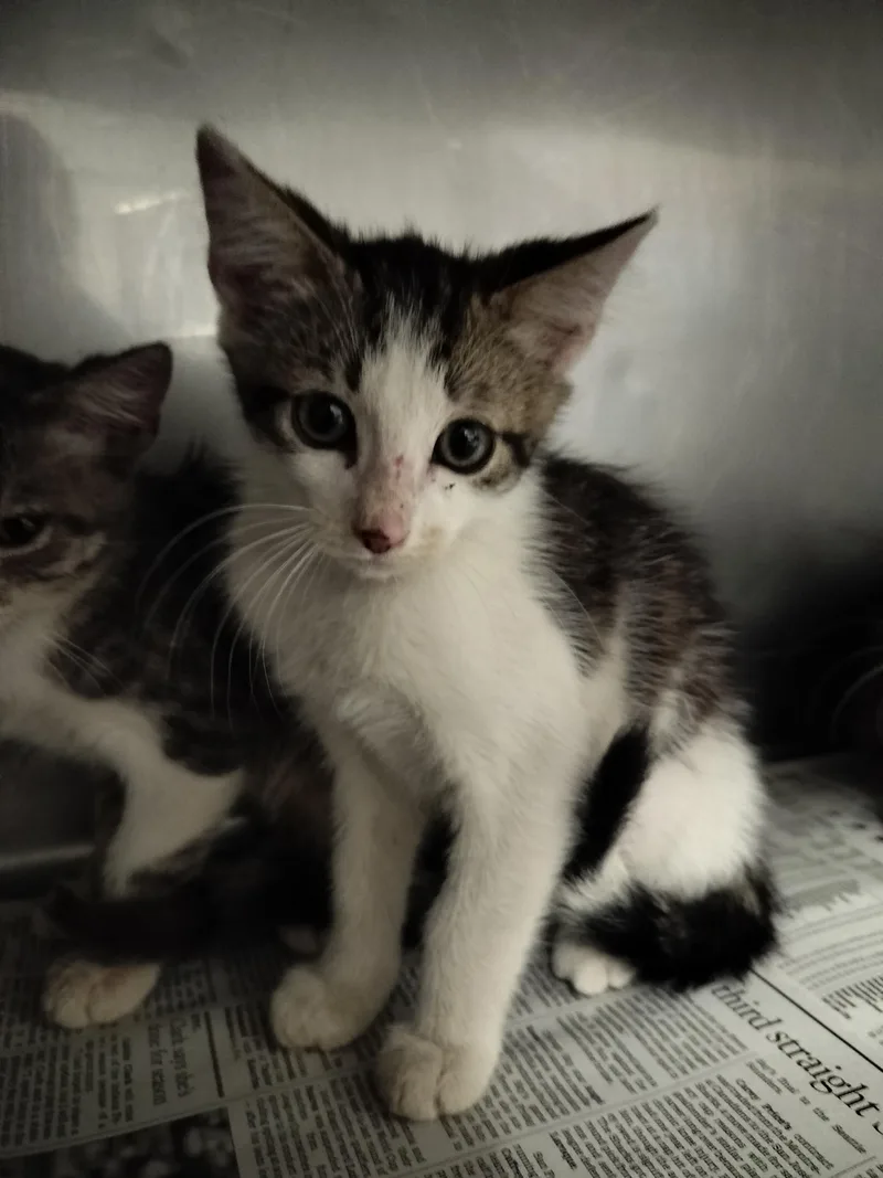 A baby small-sized male Domestic Short Hair cat named Darala for adoption in Chatsworth, CA