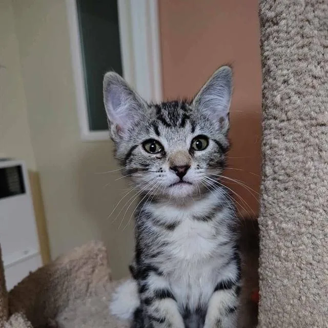 A baby small-sized male Domestic Medium Hair cat named Pete for adoption in Auburn, CA