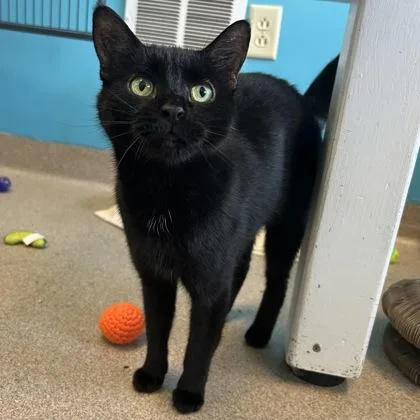 An adult small-sized female Domestic Short Hair cat named Sarabi for adoption in East Montpelier, VT
