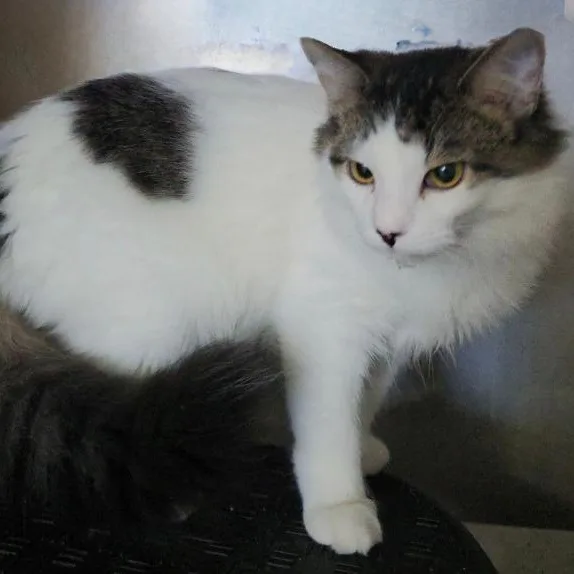 A young medium-sized male Domestic Medium Hair cat named Beau for adoption in Gresham, WI