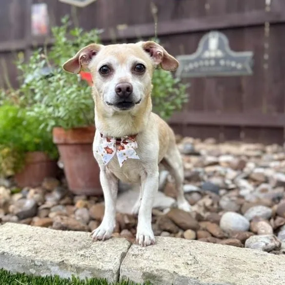 A young small-sized male Yellow / Tan / Blond / Fawn Chihuahua dog named Toby for adoption in Southport, CT