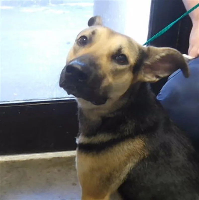 An adult large-sized male German Shepherd Dog dog named Raymond for adoption in Tulsa, OK