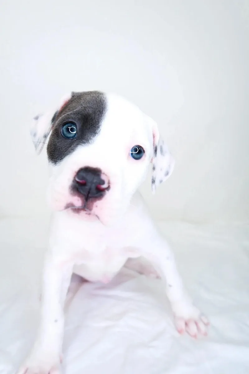 A baby medium-sized female White / Cream Pit Bull Terrier dog named Darla for adoption in Bixby, OK