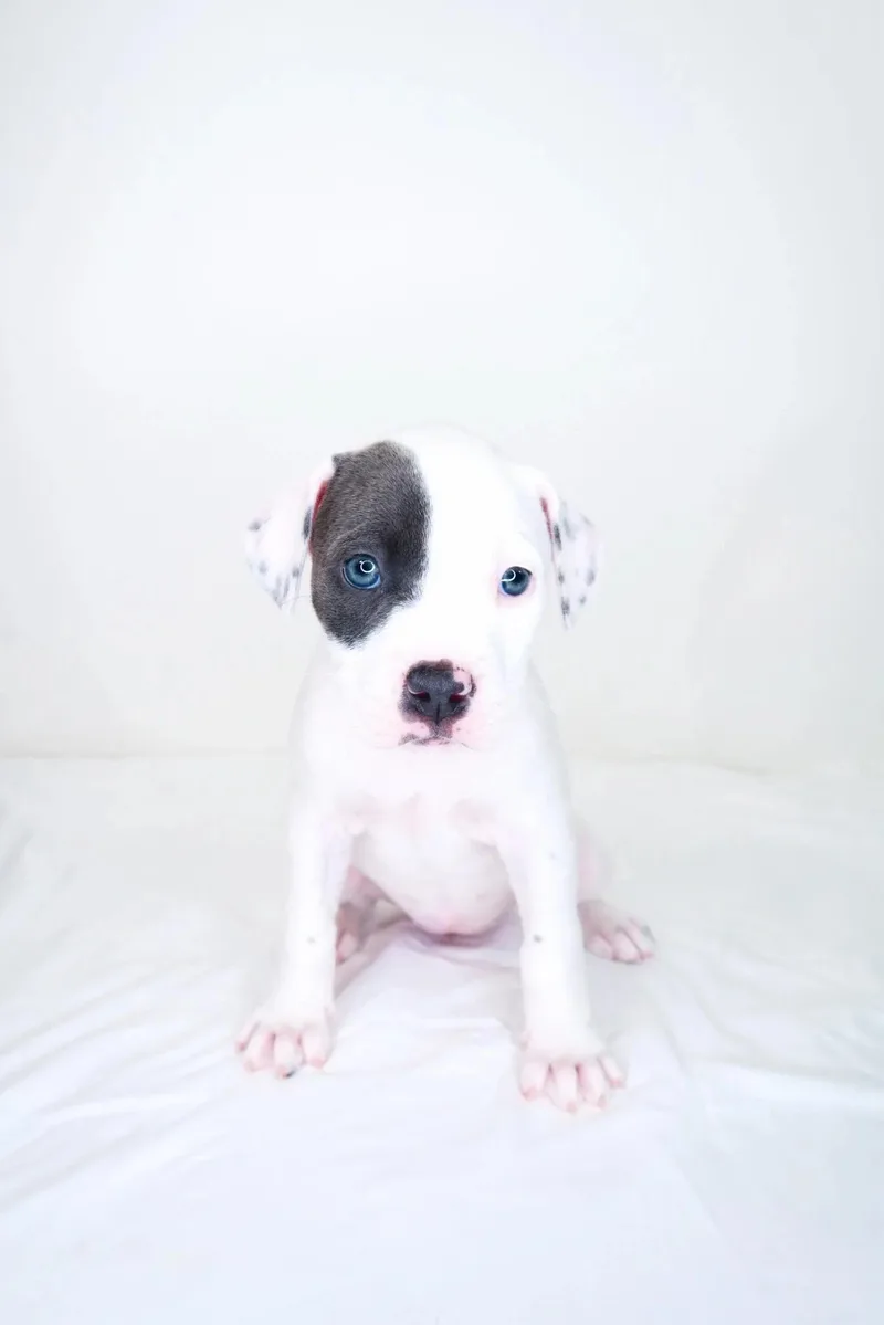 Darla thumbnail 2