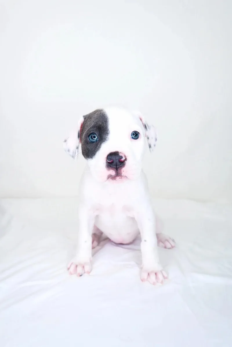 Darla thumbnail 3