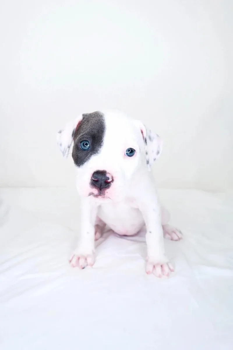 Darla thumbnail 4