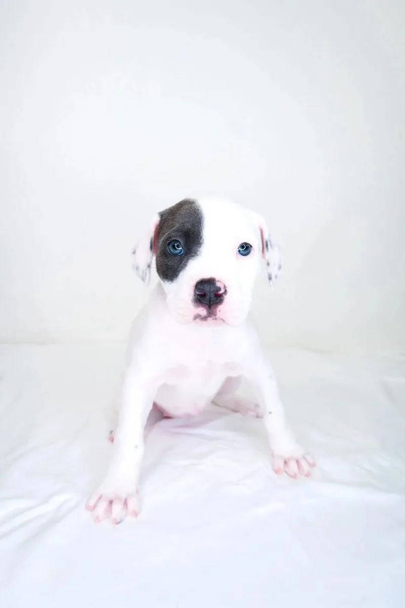 Darla thumbnail 5