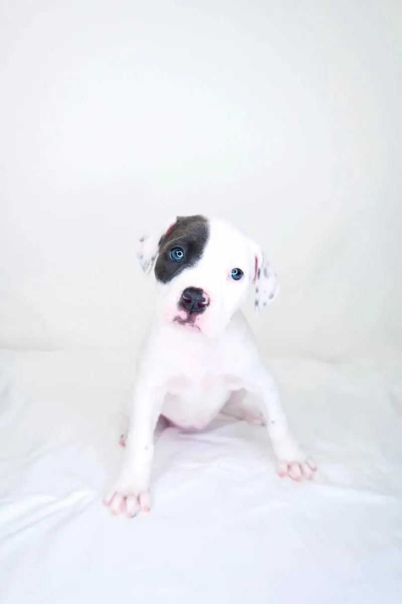 Darla thumbnail 6