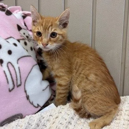 A baby small-sized male Orange / Red Domestic Short Hair cat named Wally for adoption in Hawthorne, CA