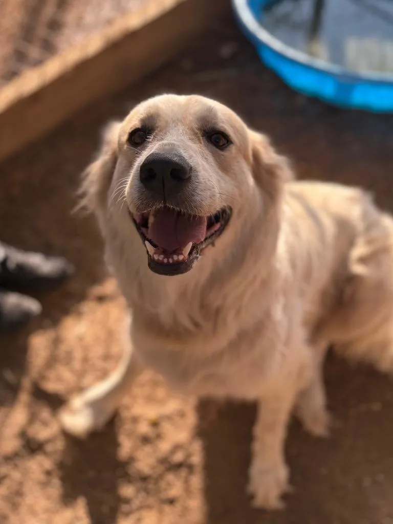 An adult large-sized female Great Pyrenees dog named Ivy for adoption in Lockhart, TX