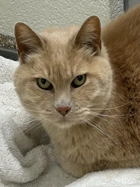 A senior medium-sized male Domestic Short Hair cat named Paw for adoption in Pueblo, CO