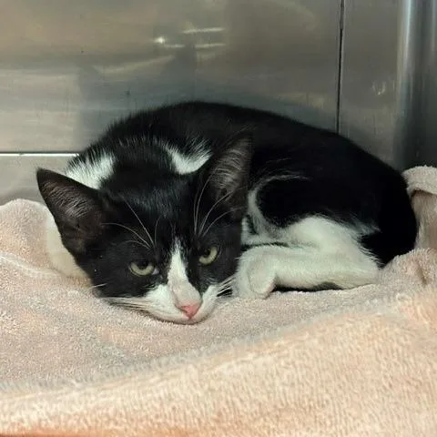A baby small-sized female Black Domestic Short Hair cat named Dominque for adoption in Long Beach, CA