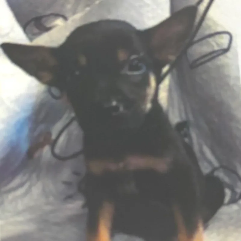 A baby small-sized female Black Labrador Retriever dog named Violet for adoption in Newark, DE