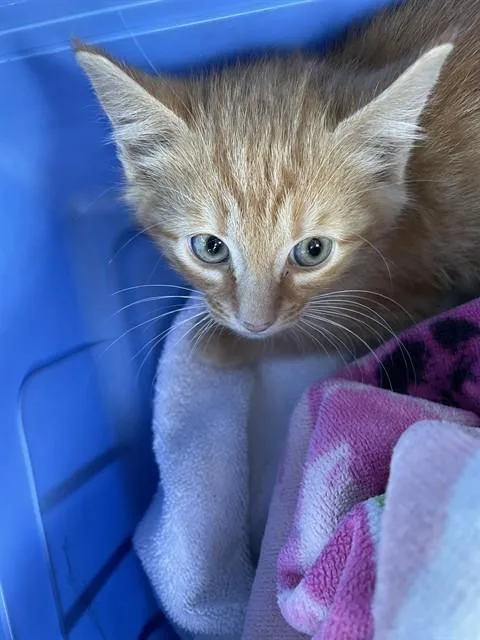 A baby small-sized male Domestic Short Hair cat named Hisstopher for adoption in Lees Summit, MO