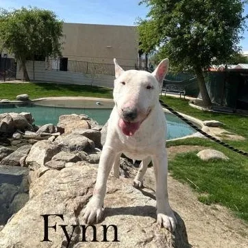 Fynn