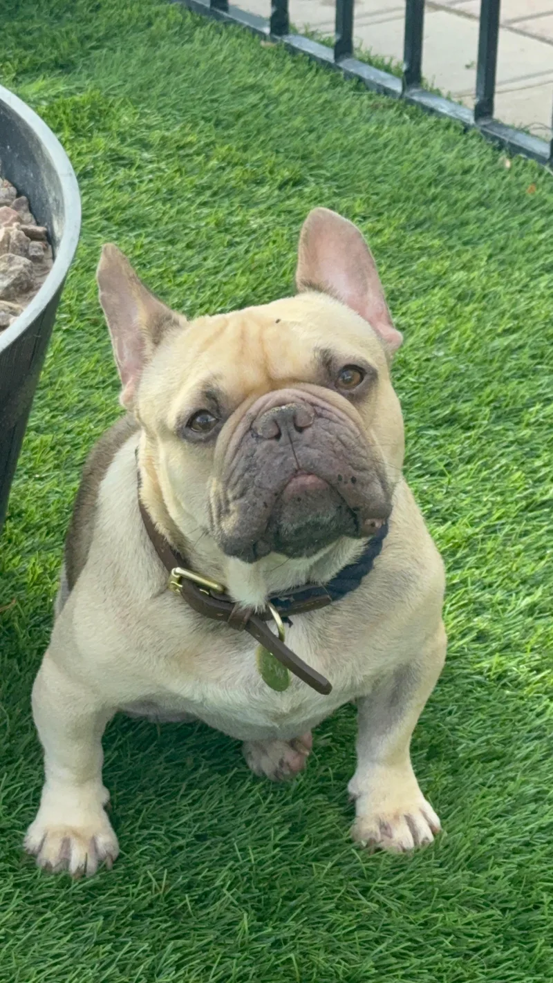 An adult medium-sized male French Bulldog dog named Choya for adoption in Mesa, AZ