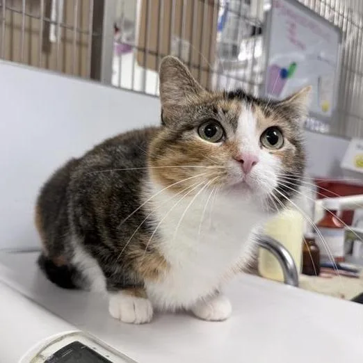 A young large-sized female Tortoiseshell Domestic Short Hair cat named Ellie for adoption in New York, NY