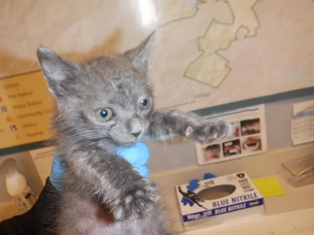 A baby small-sized male Domestic Short Hair cat named Clemson for adoption in San Jose, CA