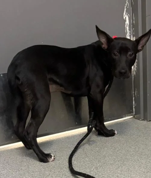 A young medium-sized female Black German Shepherd Dog dog named Lark for adoption in Palatine, IL