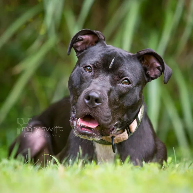 A young medium-sized female Black Mixed Breed dog named Ellie for adoption in Reisterstown, MD