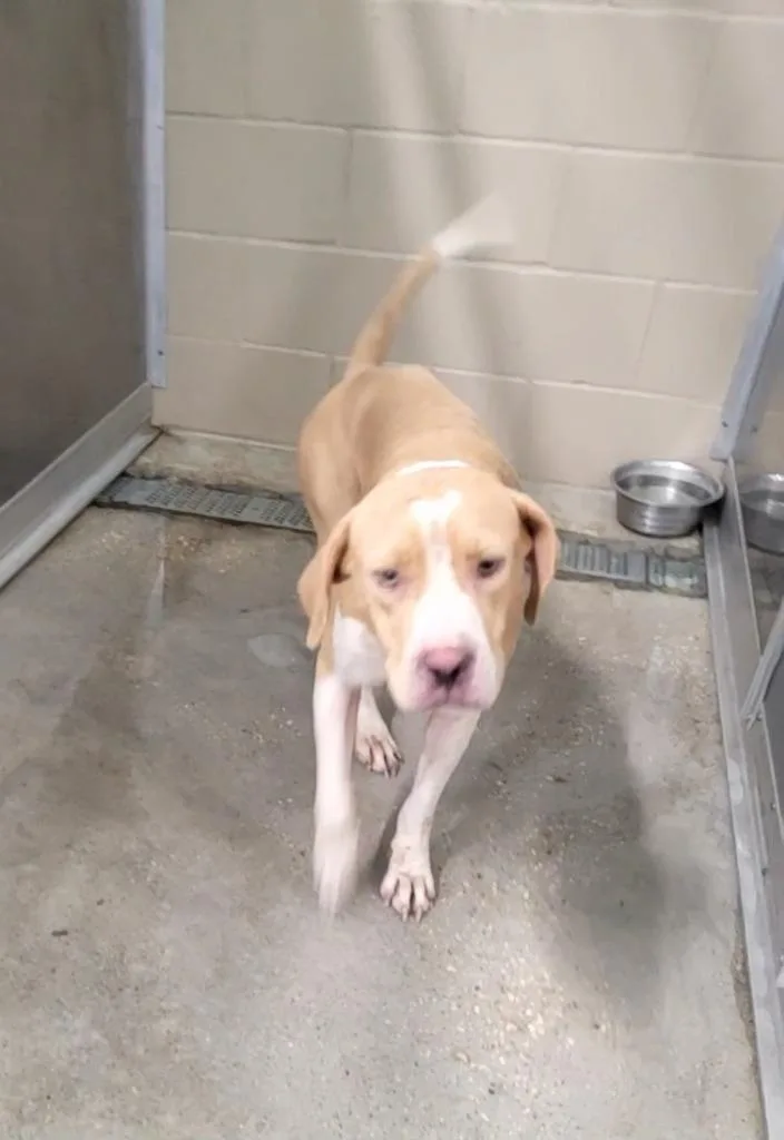 A young large-sized female Labrador Retriever dog named Priya for adoption in Huntsville, TX